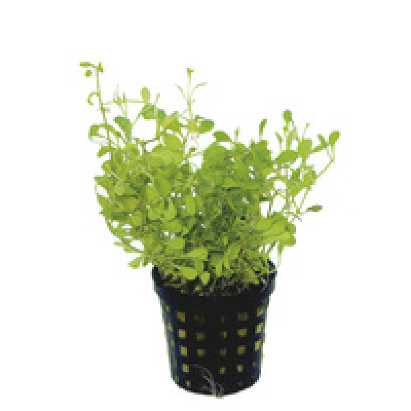 6x Glossostigma Elatinoides